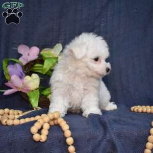 Hopper (Tiny), Bichon Frise Puppy